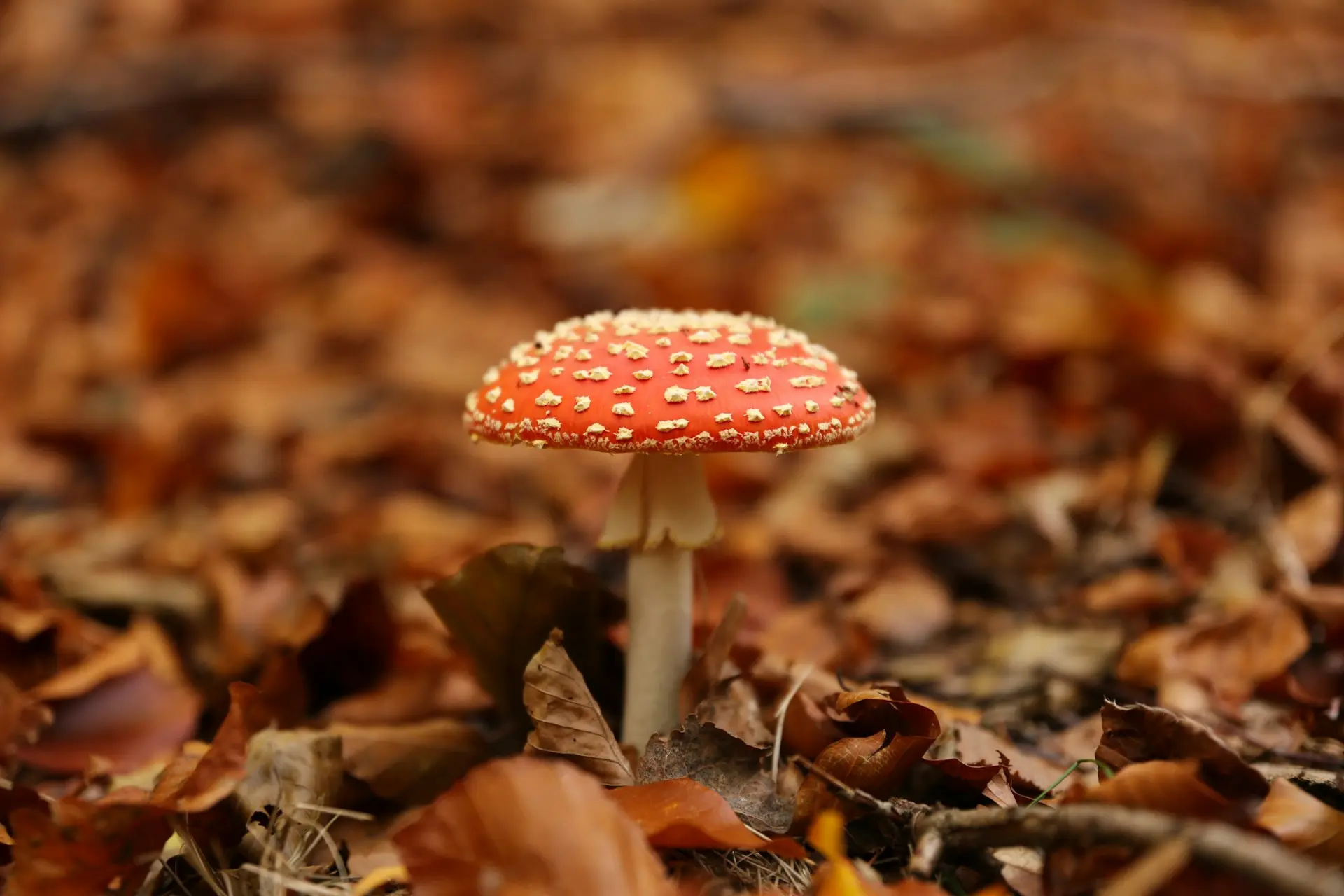 a red capped mushrooms with white dots on it growing out of forest floor