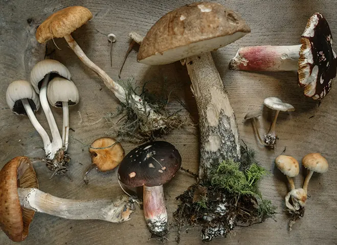 Wild mushrooms on a table