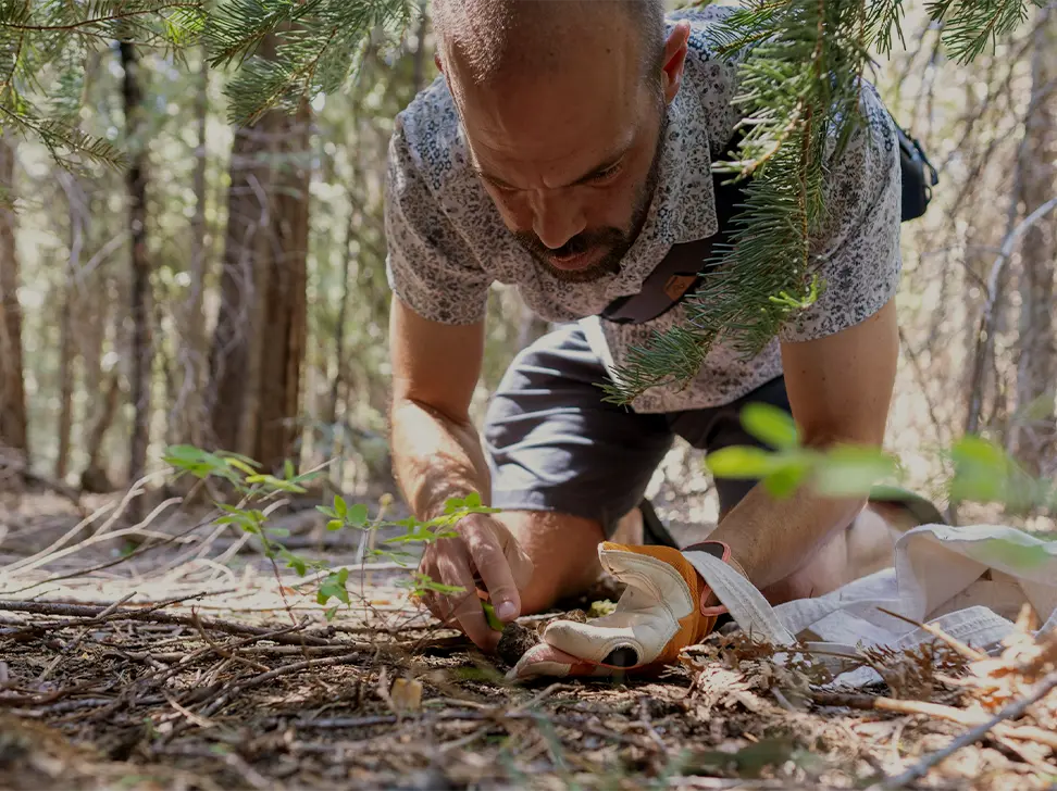 Man harvesting mushrooms in a forest