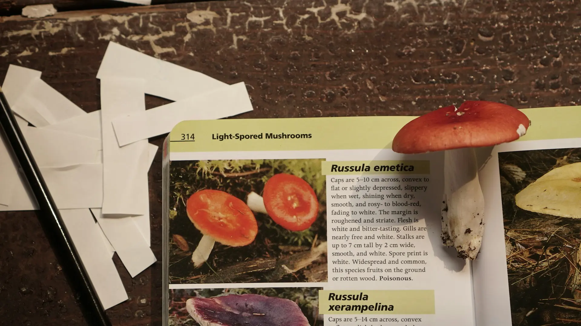 a mushroom on top of a book showing information about it