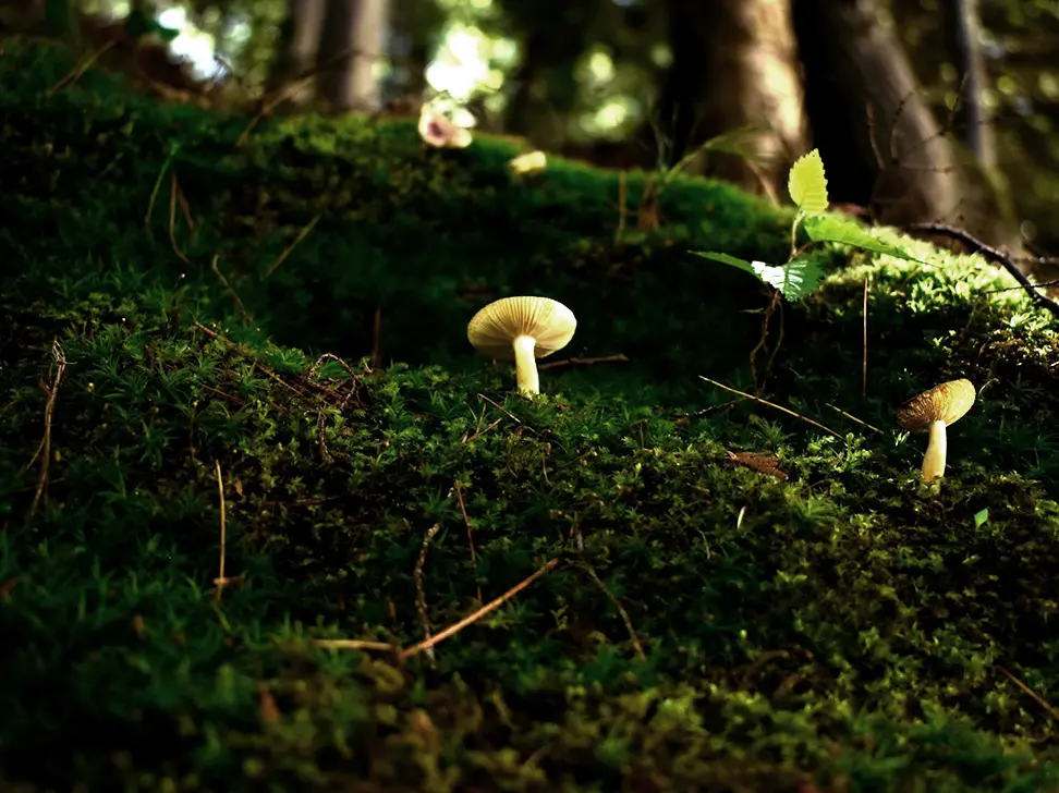 White mushrooms growing on mossy floor