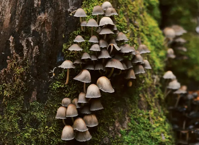 Tightly grouped brown mushrooms growing up a mossy tree trunk