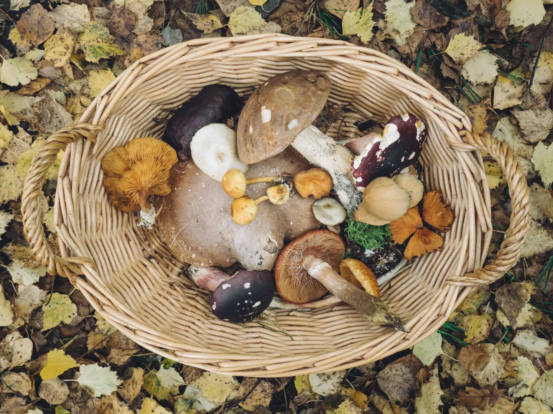 a basket full of wild mushrooms