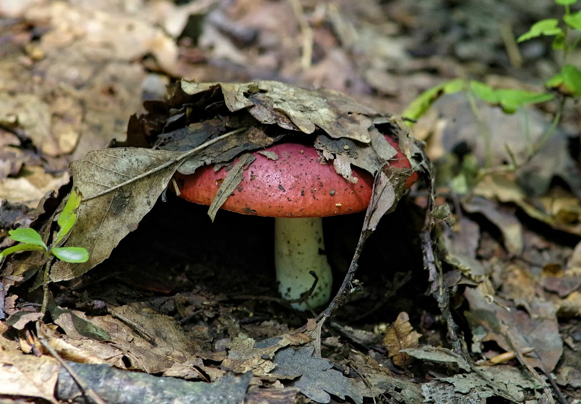 a mushroom with a red cap poking out of a pile of leaves